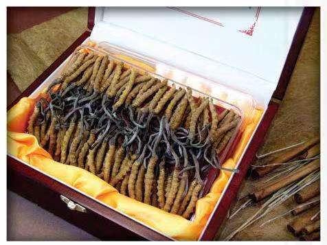 通渭冬虫夏草回收